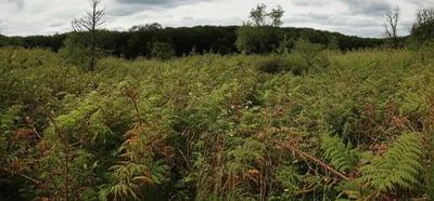 Illustration frith - Image 1