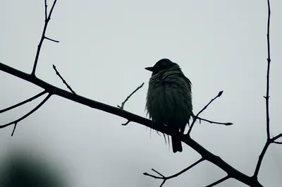 Illustration pathetic