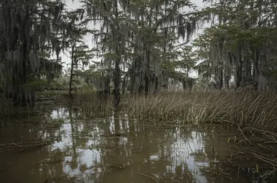 Illustration swamp - Image 1