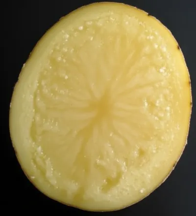 Illustration starchy