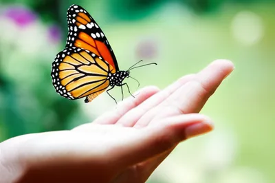 Illustration immediacy