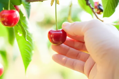 Illustration steal - Image 1