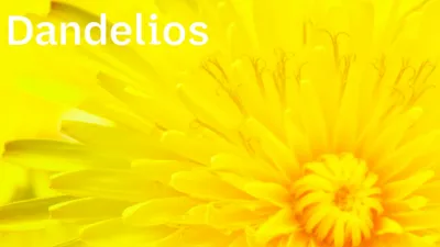 Illustration dandelions - Image 1
