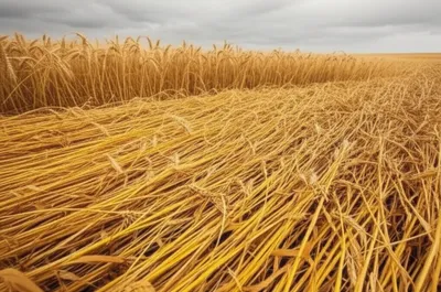 Illustration lodging - Image 1