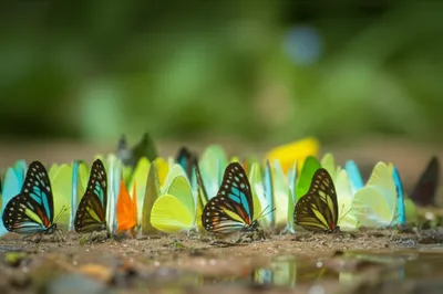 Illustration puddling - Image 1