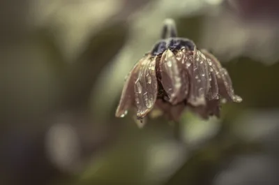 Illustration drunk - Image 1