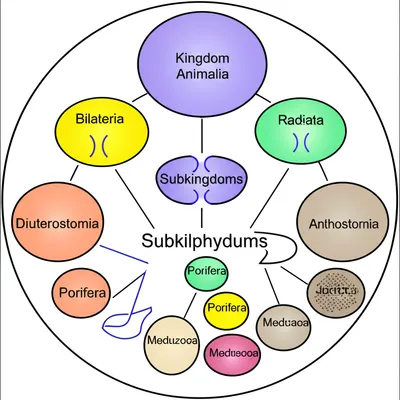 Illustration subkingdom