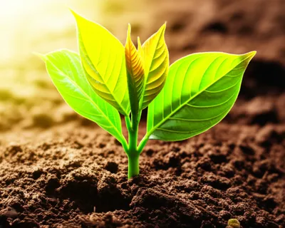 Illustration dowry - Image 1