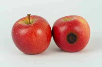 Illustration bruises - Image 1