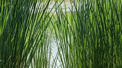 Illustration reedy - Image 1