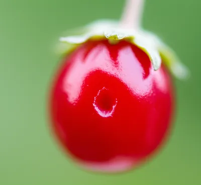 Illustration pricks - Image 1