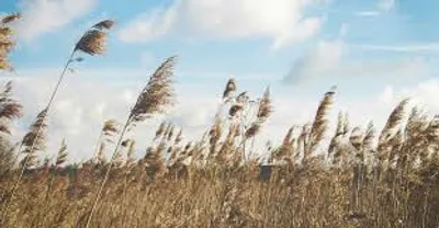 Illustration wind - Image 2