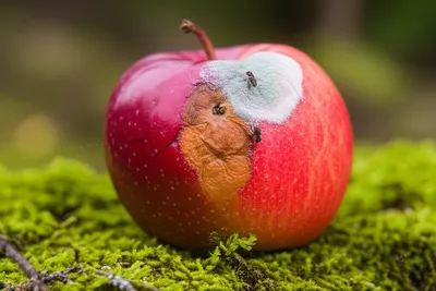 Illustration rots - Image 1