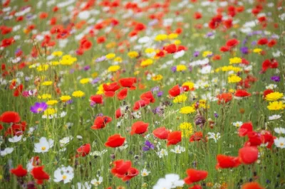 Illustration multiplicities - Image 1