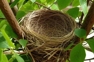 Illustration nest - Image 1