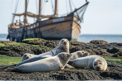 Illustration sea dogs - Image 1