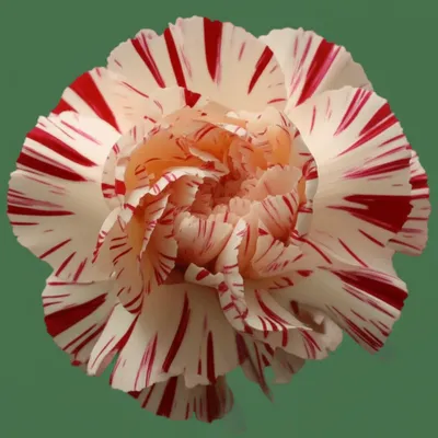 Illustration flakes - Image 1