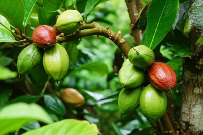 Illustration colas - Image 1