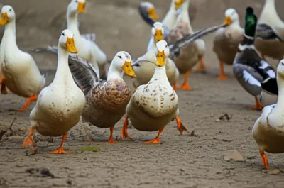 Illustration sores - Image 1