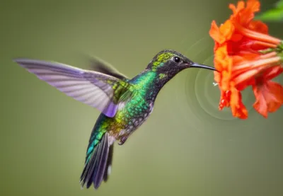 Illustration zoom - Image 1