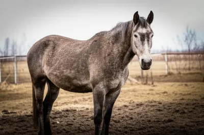 Illustration dobbin - Image 1