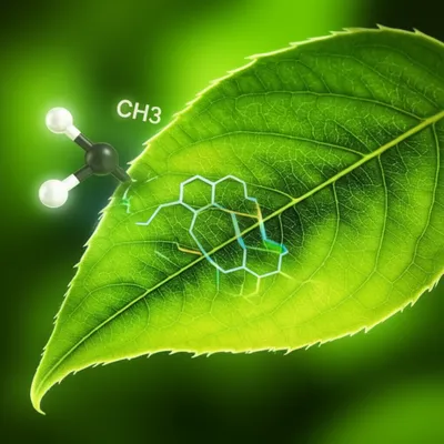 Illustration methylating - Image 1
