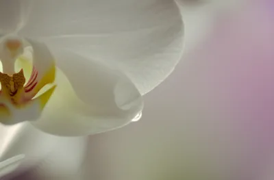 Illustration subtle - Image 1