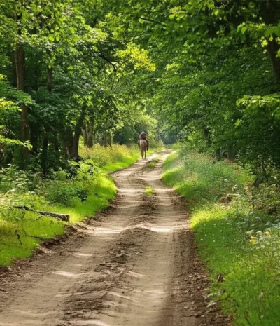 Illustration rides - Image 1