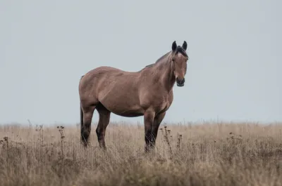 Illustration dun - Image 1