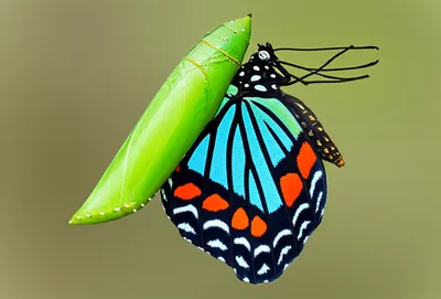 Illustration unfolds - Image 1