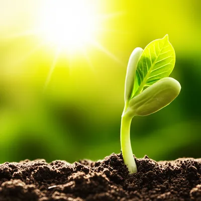 Illustration rises - Image 1