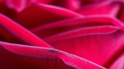 Illustration carmine - Image 1