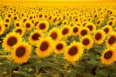 Illustration shined - Image 1