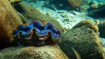 Illustration ft - Image 1