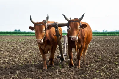 Illustration beam - Image 1