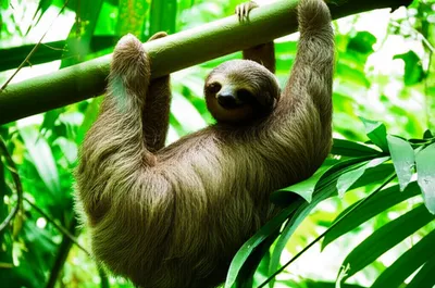 Illustration sloth - Image 1