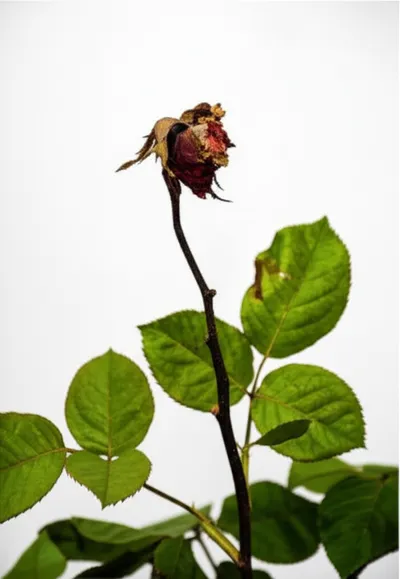 Illustration gangrene - Image 1