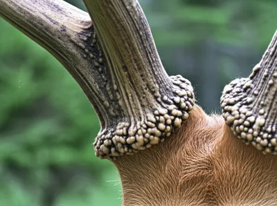 Illustration burrs - Image 1