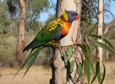 Illustration rosellas - Image 1