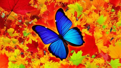 Illustration flit - Image 1