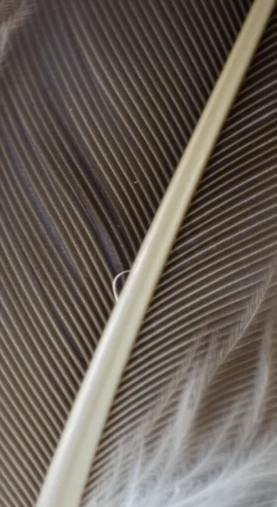 Hình ảnh minh họa barbule - Ảnh 1