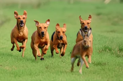 Illustration harriers - Image 1