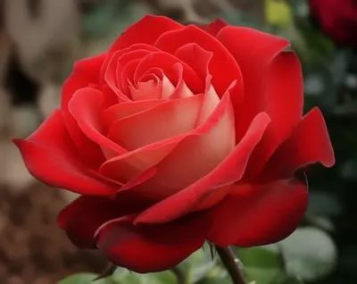 Illustration incarnation - Image 1