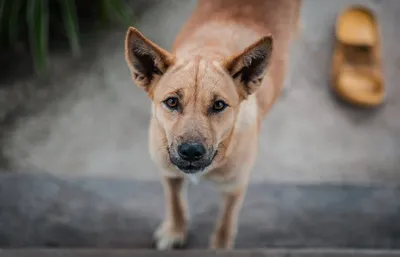 Illustration dingoes - Image 2