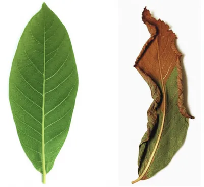 Illustration disease