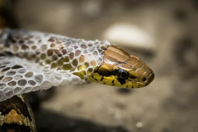 Illustration slough - Image 1