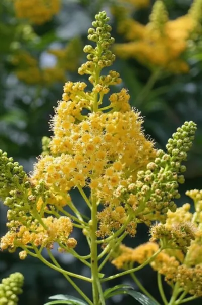 Illustration panicle - Image 1