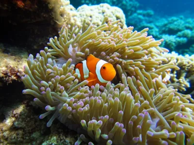 Illustration symbiotic - Image 1