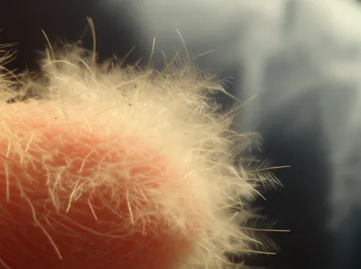 Illustration down - Image 1