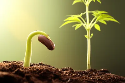 Illustration earlier - Image 1